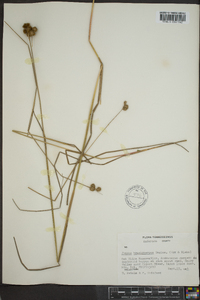 Juncus brachycarpus image