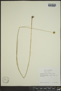 Juncus brachycarpus image