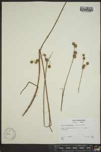 Juncus brachycarpus image