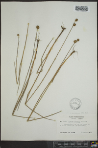 Juncus brachycarpus image