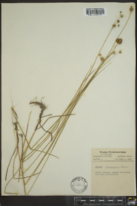 Juncus brachycarpus image