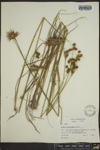 Juncus brachycarpus image