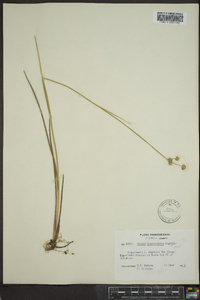 Juncus brachycarpus image