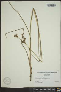 Juncus brachycarpus image