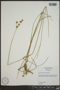 Juncus brachycarpus image