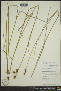 Juncus brachycarpus image