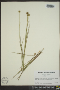 Juncus brachycarpus image