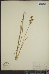 Juncus brachycarpus image