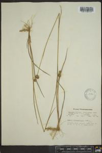 Juncus brachycarpus image