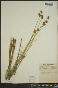 Juncus brachycarpus image