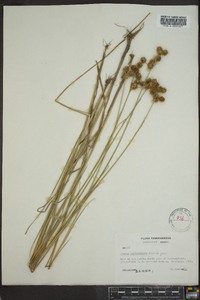 Juncus brachycarpus image