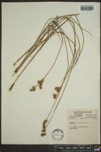 Juncus brachycarpus image