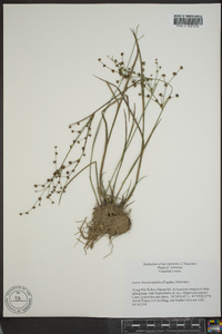 Juncus brachycephalus image