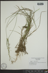 Juncus brachycephalus image