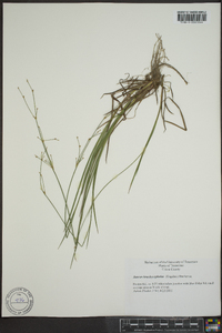 Juncus brachycephalus image