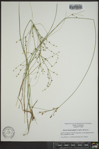 Juncus brachycephalus image