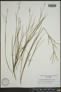 Juncus brachycephalus image