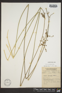 Juncus coriaceus image