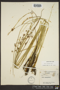 Juncus coriaceus image