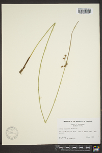 Juncus coriaceus image