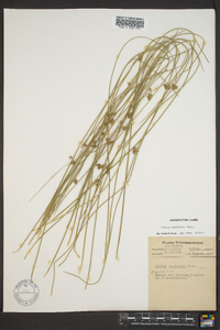 Juncus coriaceus image