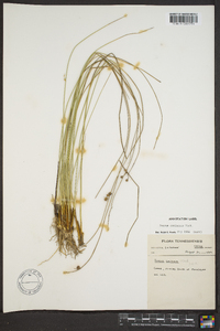 Juncus coriaceus image