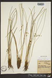 Juncus coriaceus image