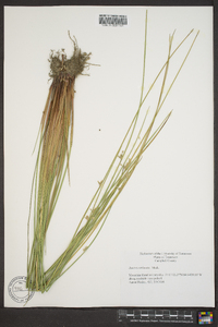 Juncus coriaceus image