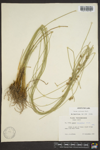 Juncus coriaceus image