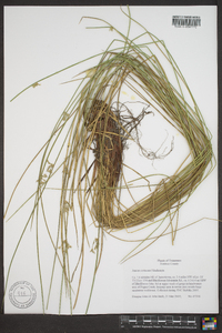 Juncus coriaceus image