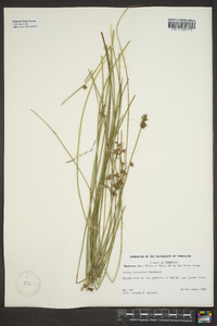 Juncus coriaceus image