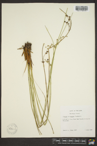 Juncus coriaceus image