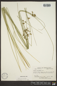 Juncus coriaceus image