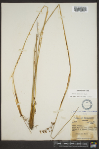 Juncus coriaceus image