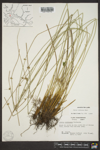 Juncus coriaceus image