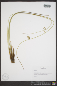 Juncus coriaceus image