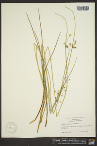 Juncus coriaceus image