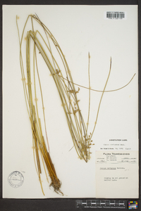 Juncus coriaceus image