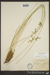 Juncus coriaceus image