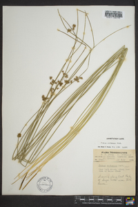 Juncus coriaceus image