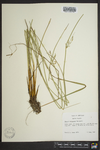 Juncus coriaceus image