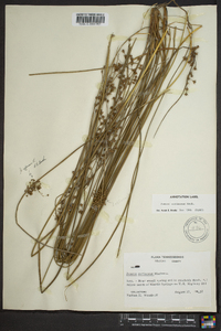 Juncus coriaceus image