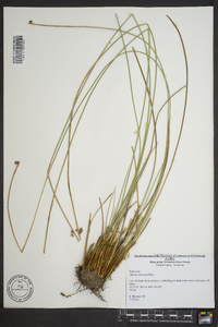 Juncus coriaceus image