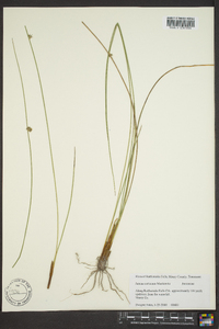 Juncus coriaceus image