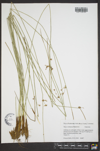 Juncus coriaceus image