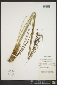 Juncus coriaceus image