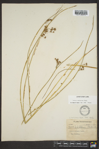 Juncus coriaceus image