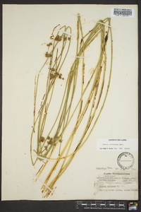 Juncus coriaceus image