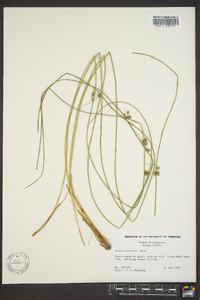 Juncus coriaceus image