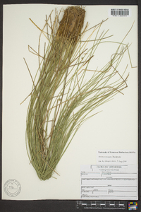 Juncus coriaceus image